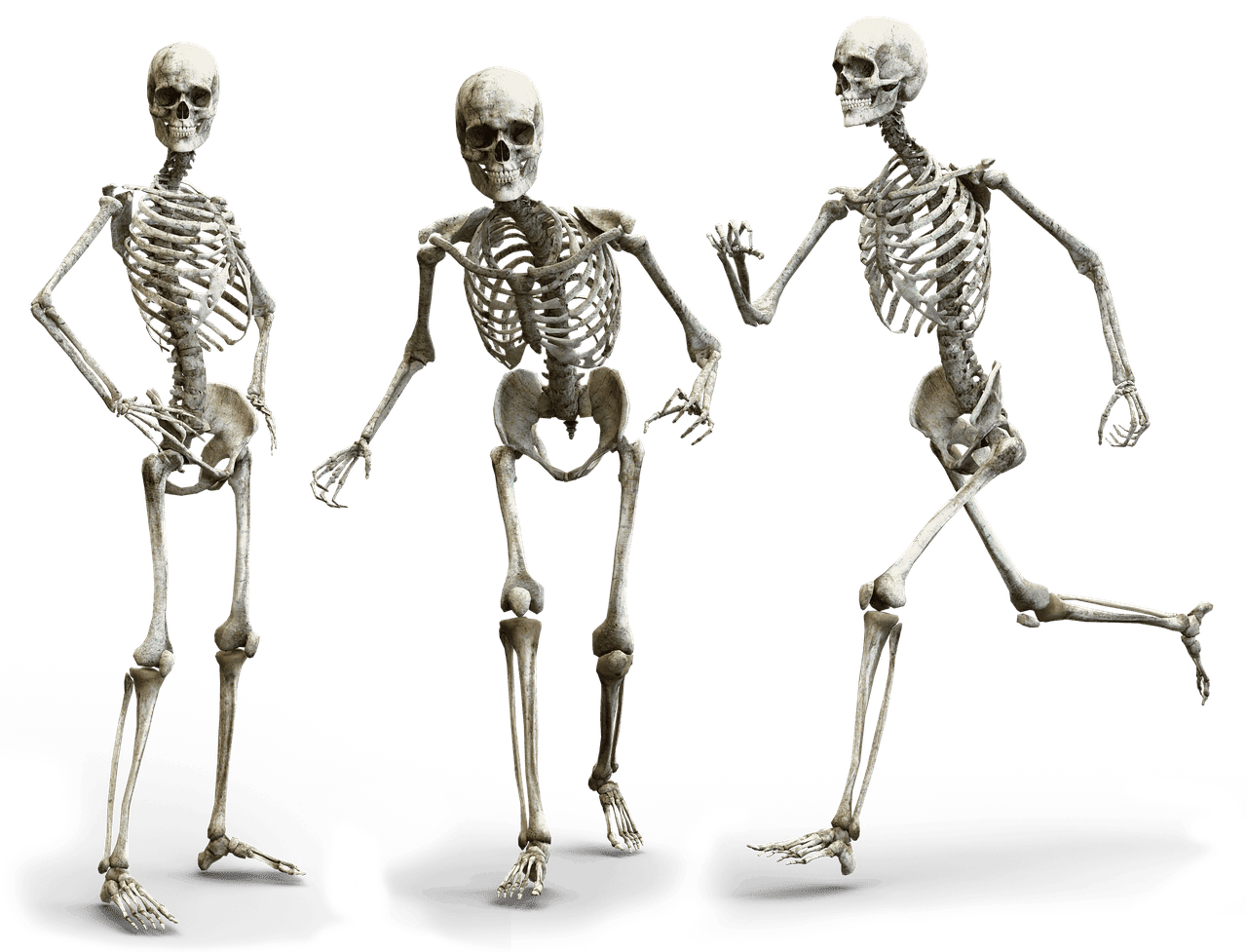 erfahren sie alles über knochengesundheit: tipps zur stärkung der knochen, vorbeugung von osteoporose und empfehlungen für eine knochenfreundliche ernährung. sorgen sie heute für starke knochen!