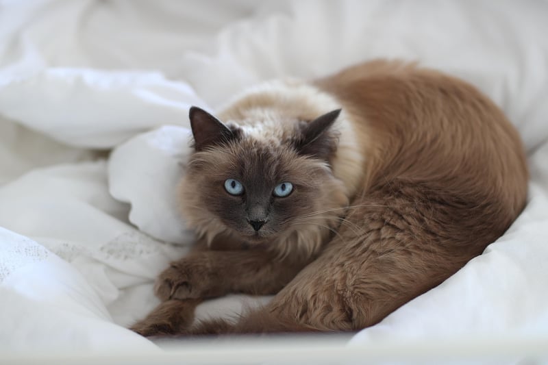 Wann werden Katzen geschlechtsreif? Alle Fakten im Überblick