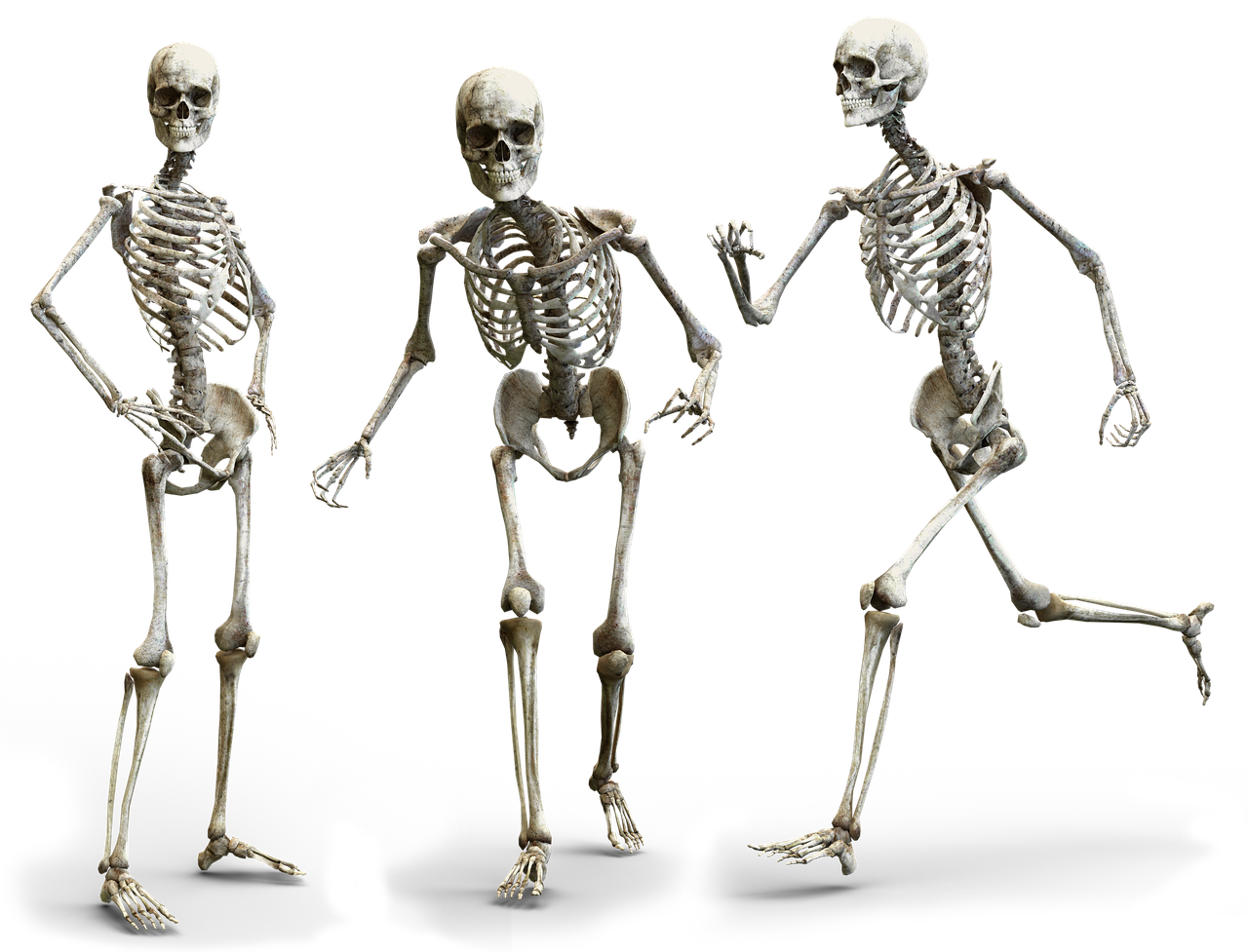 erfahren sie alles über knochengesundheit: tipps zur stärkung der knochen, vorbeugung von osteoporose und empfehlungen für eine knochenfreundliche ernährung. sorgen sie heute für starke knochen!