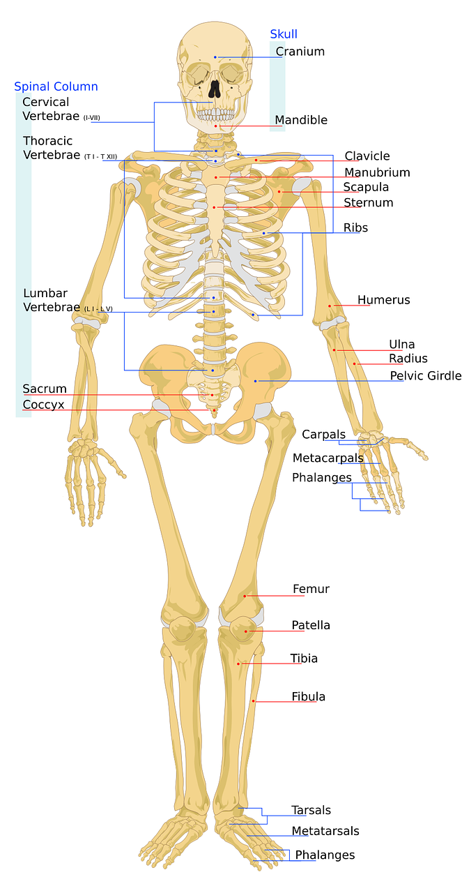 erfahren sie alles über knochengesundheit: tipps zur stärkung der knochen, wichtige nährstoffe und prävention von osteoporose. entdecken sie, wie sie ihre knochengesundheit langfristig unterstützen können.